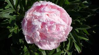 Пион LAVENDER BOUGUET