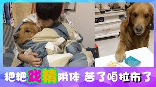 宠物联萌 | 可爱狗狗?主人粑粑戏精附体，咱拉布就配合你吧?Funny and Cute Baby Dog Videos Compilation（2018-33）