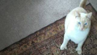 Frankie Six Toes The Whiskas Temptations PolyDactyl Cat Stands, Waves and Winks