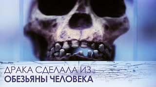 Драка сделала из обезьяны человека