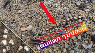 เก็บเห็ดเผาะ ดินแตกโผล่โข่โล่เข่เล่ ข้างถนน