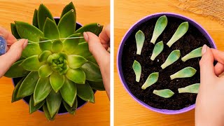 GREAT HACKS FOR GROWING PLANTS AT HOME
