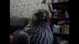 Salvation Hawk_Part#2