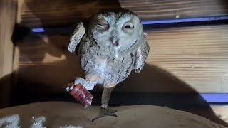 Совятам гекконов не докладывают! Самые голодные совы на свете едят бабочковые эклерчики