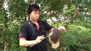 Bring the wild honeybee swarm to new home - by Glen Bee Farm
