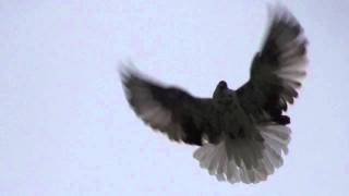 Николаевские Голуби Никулина Nikolaevskie Pigeons Part 13