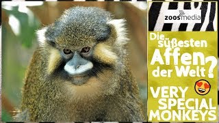 Blaumaulmeerkatzen in der ZOOM Erlebniswelt Gelsenkirchen ? | zoos.media