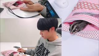 kim seok jin and his sugar gliders|| Eomuk & Odengie