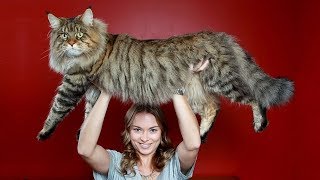Топ 10 изумителни факта за котките