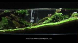 'Tributary' aquascape by James Findley