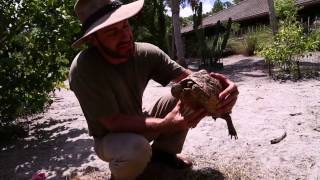 Ultimate Leopard Tortoise Care Tutorial