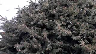 Ель, стриженная форма в виде шара