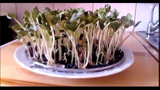 Проростки подсолнечника.