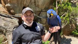 Home Safari – Rio World Parrot Day– Cincinnati Zoo