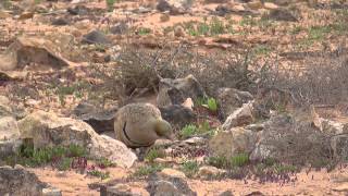 Sandflughühner,  Gangas unibande,   Black-bellied Sandgrouse / Fuerteventura