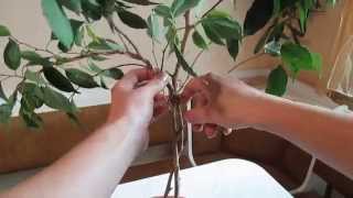 Формируем форму ствола фикуса. Form the shape of the trunk of ficus.