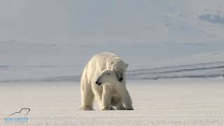 Polar Bears Mating in Svalbard