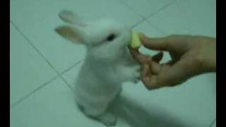 Cutest Baby Bunny In The World....!!!