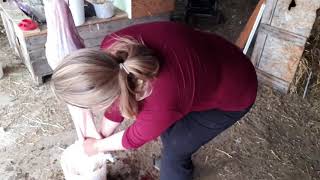 Dispatch of a rabbit in two ways and basic butcher
