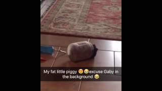 My adorable little chubby piggy