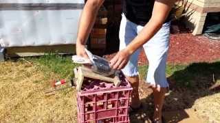 PMV pigeon vaccination Melbourne.