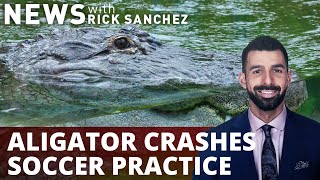 WATCH: Alligator crashes soccer practice in Florida