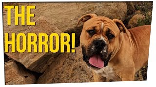Man Comes Home to Find Dog Sitter in Weird Situation ft. DavidSoComedy