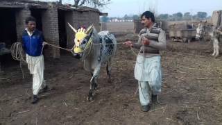 Raja dairy farm 39nb sargodha
