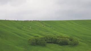 広大なホルスタイン牛の放牧風景  A landscape of pastureland with holstein cows.