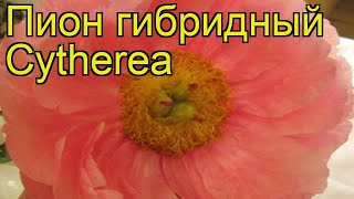 Пион гибридный Цитерия. Краткий обзор, описание характеристик paeonia hybrida Cytherea