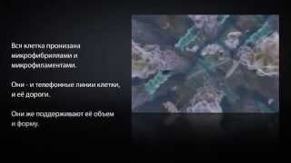 Внутренняя жизнь клетки с комментариями.