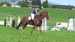 Kathriner's Freiberger am Concours Merenschwand 2015