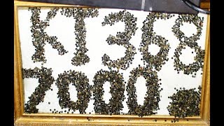 золото которое теряем  - обжиг против дробления аффинаж 7000 бочоночных транзисторов