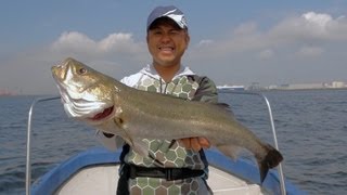 OSPマイラーミノー『スレたシーバス』に超効きます!!!