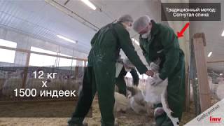 Cтанок для осеменения индеек IMV Gallicomfort