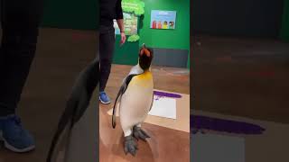 King Penguin Bebe Creating a Masterpiece