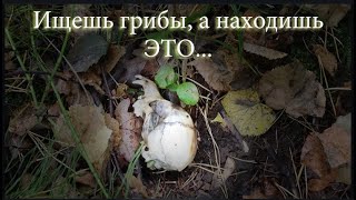 Как я собирал опята