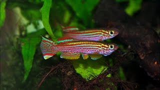 Killfish