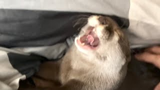 カワウソさくら 朝起きるとカワウソと猫に包囲されていた Otter and cat surrounding their owners in the morning