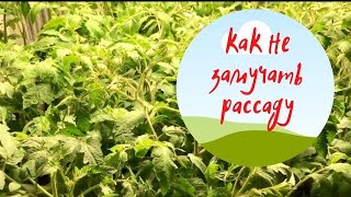 Как поддержать взрослую рассаду томатов и не замучать ее? Подкормить! 
