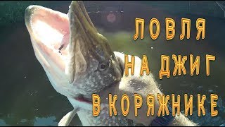 ЛОВЛЯ ХИЩНИКА В КОРЯЖНИКЕ НА ДЖИГ