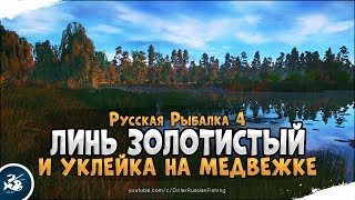 Линь золотистый на донку. Русская Рыбалка 4 [Стрим]