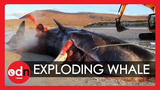 GRAPHIC: Sperm Whale Explodes During Postmortem Examination