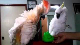 Moluccan & Triton cockatoo นกกะตั๋ว