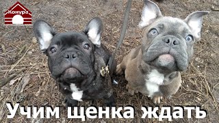 Как научить щенка ждать