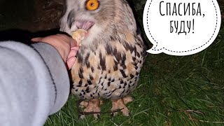 Сова Ёль пришла за вкусным. Сама!