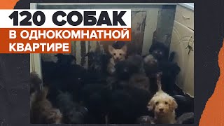 Около 120 собак вызволили из однокомнатной хрущёвки в Тольятти / #shorts