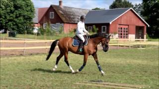 Flex & Johanna - Markarbete och hoppning - 19.06.16