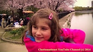Rainy Sakura 雨の桜 Osaka Castle 大阪城 2014
