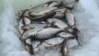Рыбалка Плотва Подлещик на Поджарку Зима Лёд 2019 Беларусь Минское Море